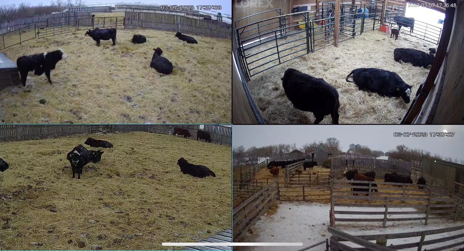 Farm camera footage farm camera footage